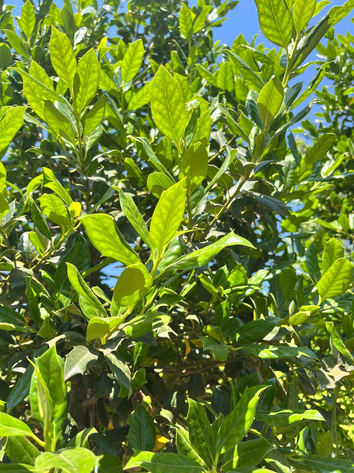 Ilex 'Nellie R. Stevens' - Amerikaanse Hulst €395, Tuin en Terras, Planten | Bomen, In pot, Ophalen of Verzenden, Lente, 250 tot 400 cm