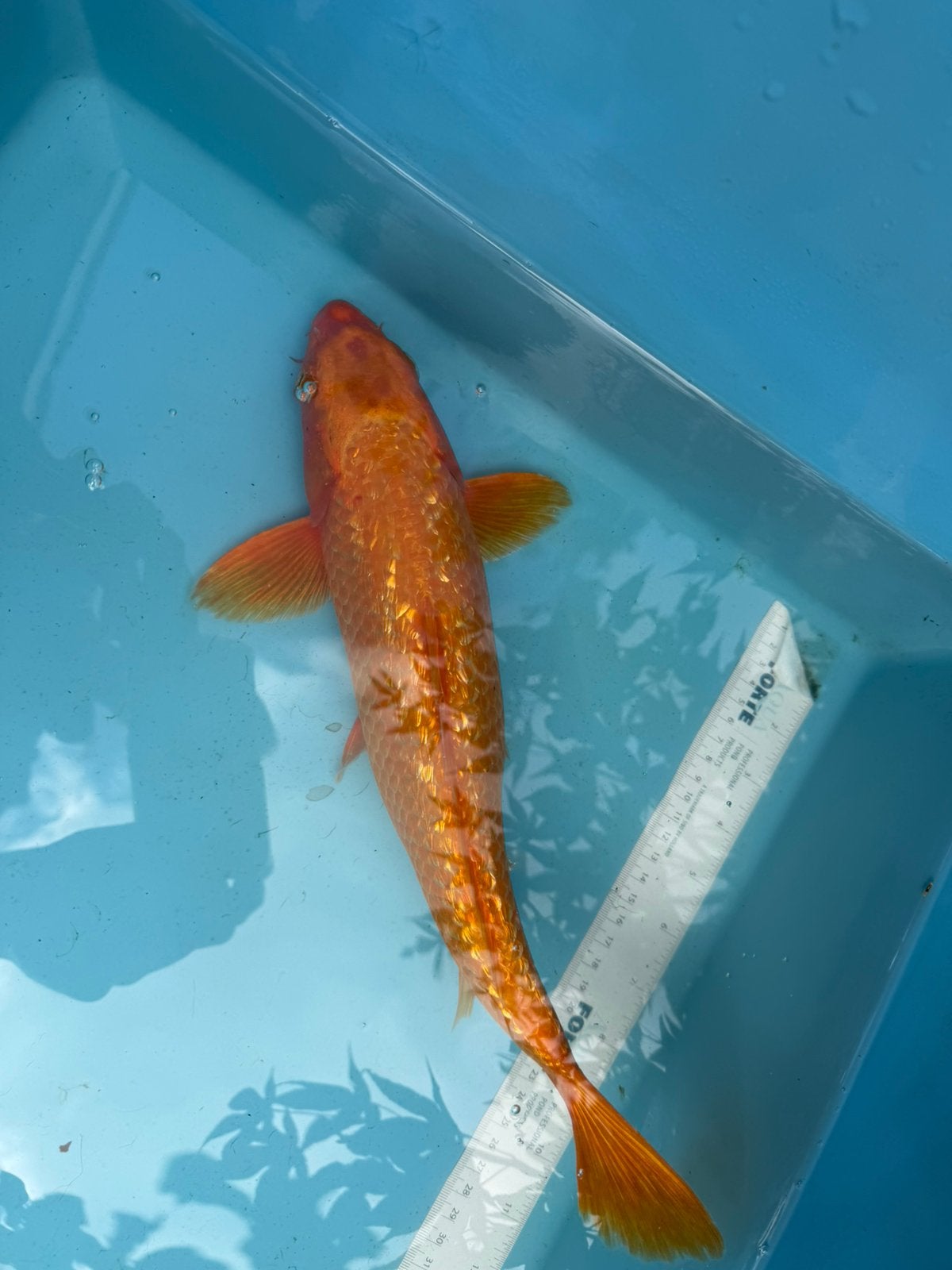 Ginrin Orenji Ogon koi, Karper of Koi