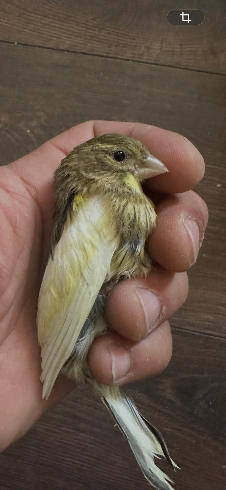 Harz canarie 2026, Dieren en Toebehoren, Vogels | Overige Vogels, Mannelijk