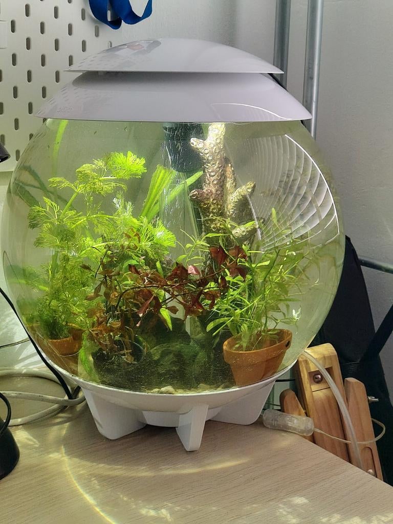 Biorb 30 - gevuld of leeg, Ophalen, Gebruikt, Gevuld zoetwateraquarium, Reef Factory