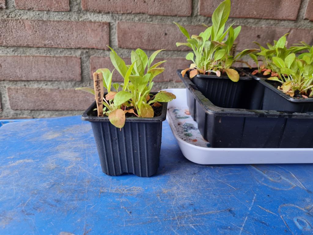 Meerjarige planten 0,50 per pot, Ophalen, Tweejarig, Overige soorten, Halfschaduw