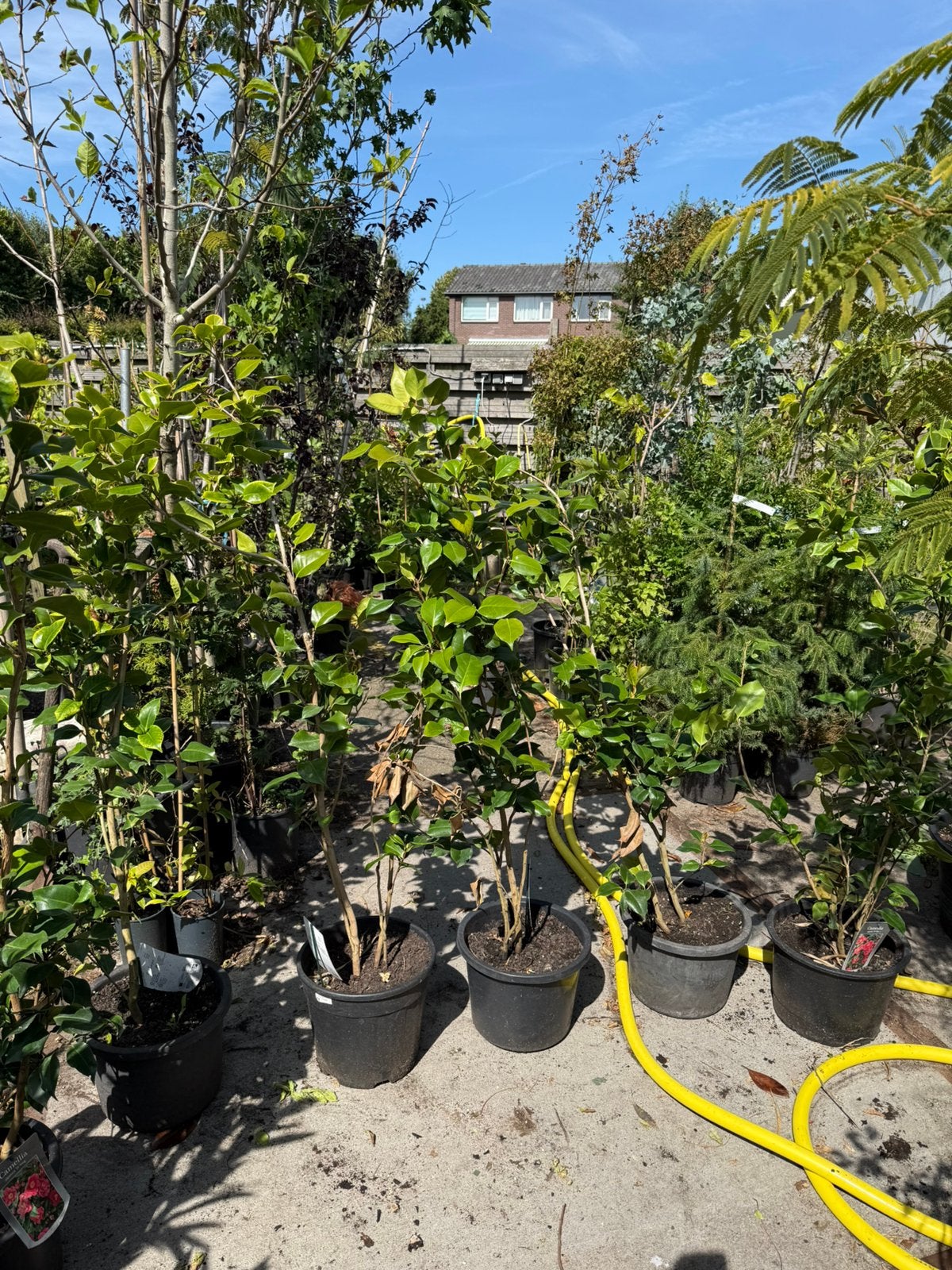 Camelias dr king rood grote plant 120 + grote pot ni 19,95, Tuin en Terras, Vaste plant, Halfschaduw, Lente, Ophalen