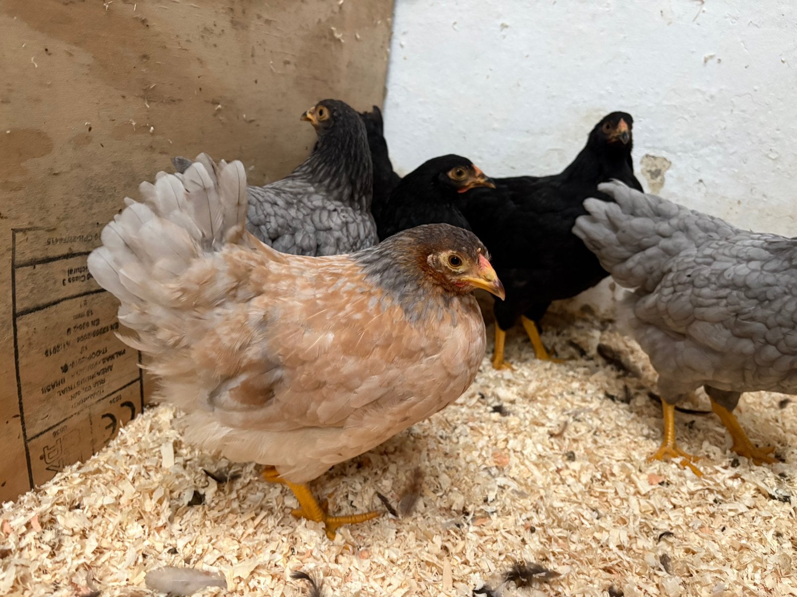 Wyandotte kriel, Dieren en Toebehoren, Pluimvee, Vrouwelijk, Kip