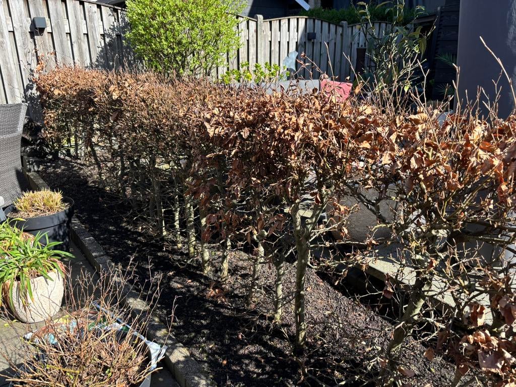 Mooie beukenhaag 1.00 m hoog., Tuin en Terras, Planten | Struiken en Hagen, Ophalen, Beukenhaag, 100 tot 250 cm
