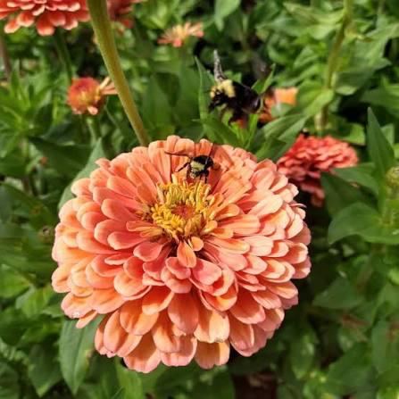 Zinnia plantjes - Eldorado - nog 1 potje, Tuin en Terras, Planten | Tuinplanten, Ophalen, Eenjarig, Groenteplanten, Volle zon