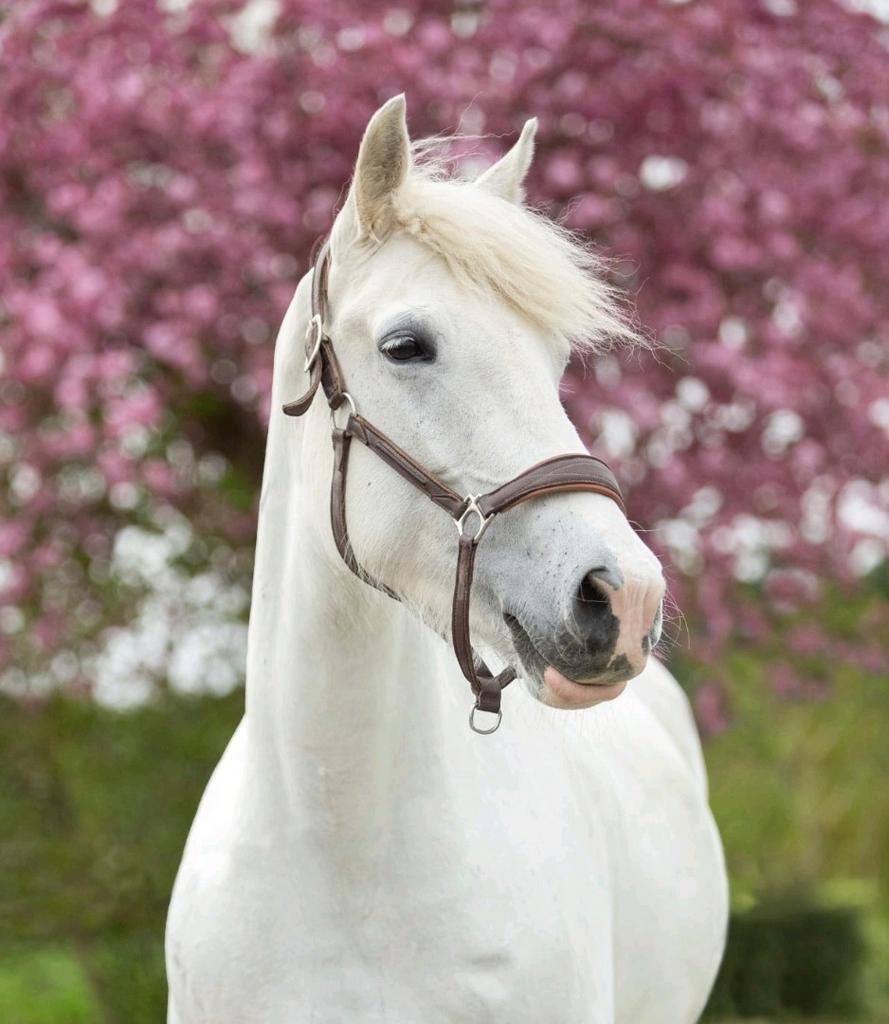 GERESERVEERD Lieve merrie, weidemaatje, recreatie, Dieren en Toebehoren, Minder dan 160 cm, Niet van toepassing, 11 jaar of ouder