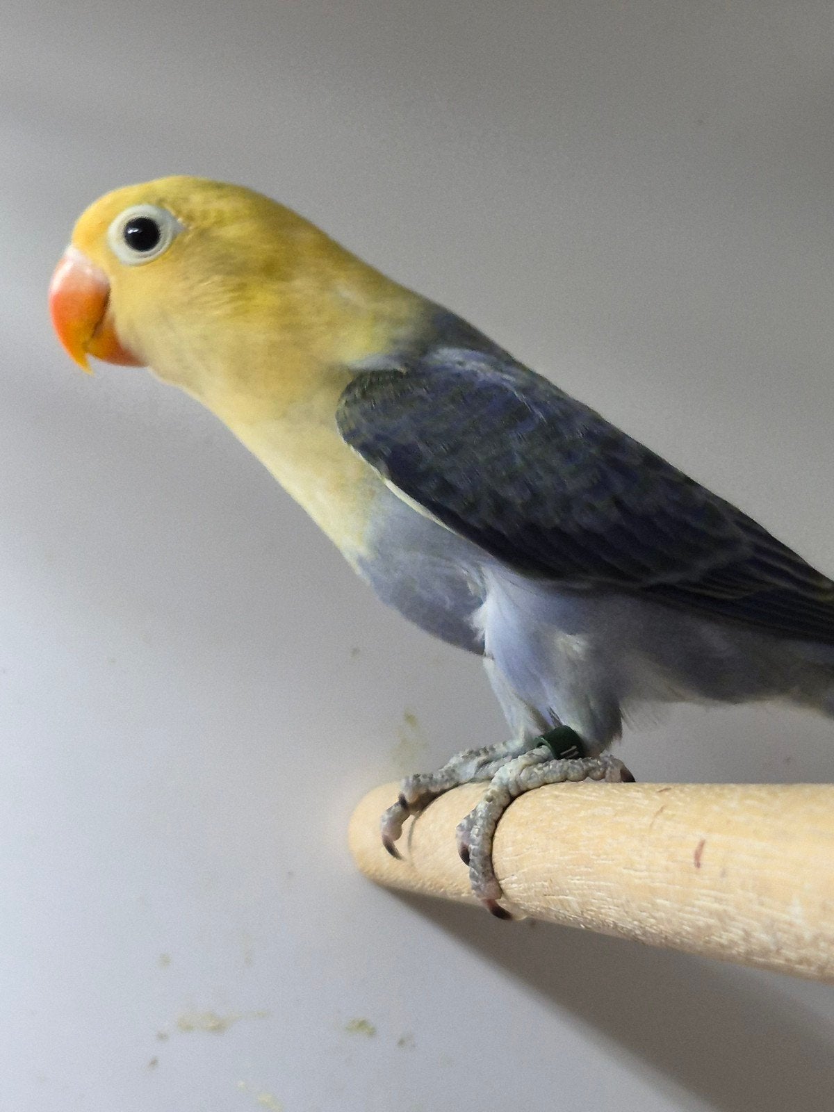 Fischeri agapornis yellow face opaline., Geslacht onbekend, Dwergpapegaai of Agapornis, Geringd