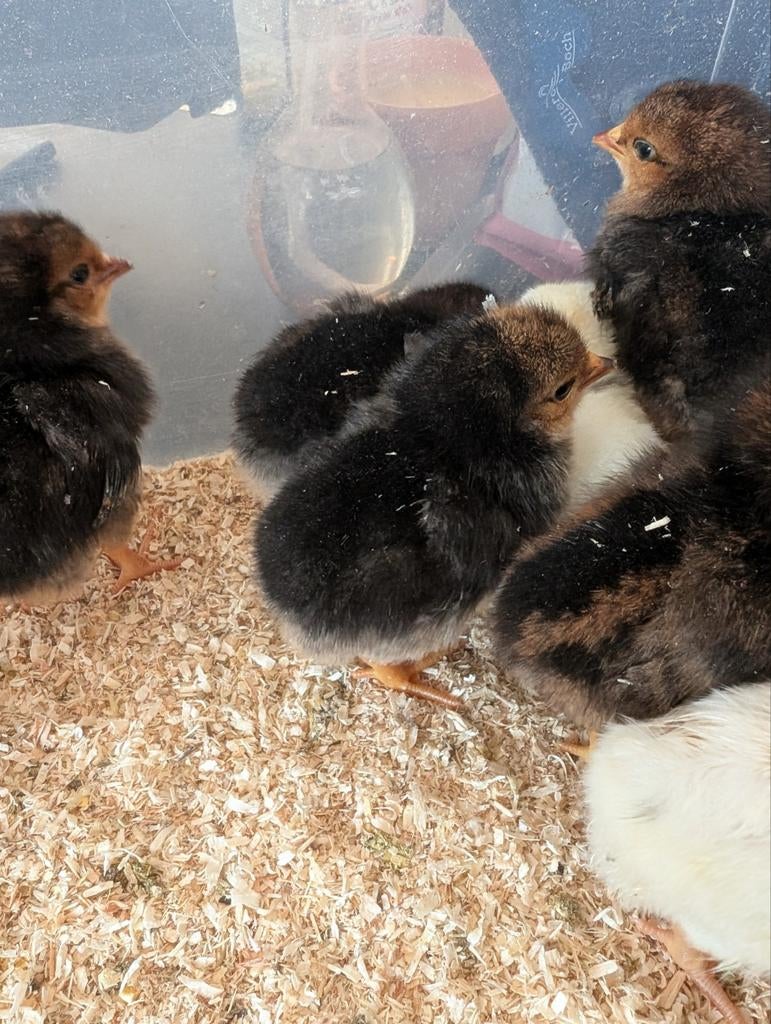 Kuikens van de leghorn porselein, zeer zeldzaam, Dieren en Toebehoren, Pluimvee, Geslacht onbekend, Kip