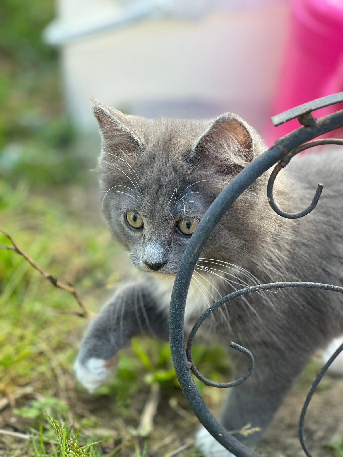 Kittens te koop, Dieren en Toebehoren, Poes, 0 tot 2 jaar