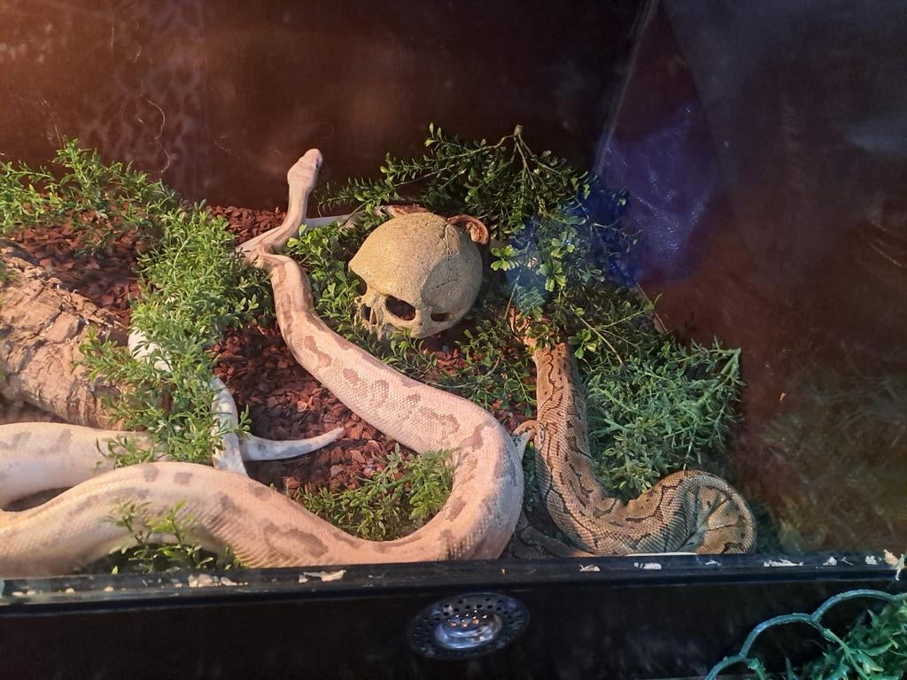 Te koop Ball pythons koppel Ball Python - male for sale from theo scheffer