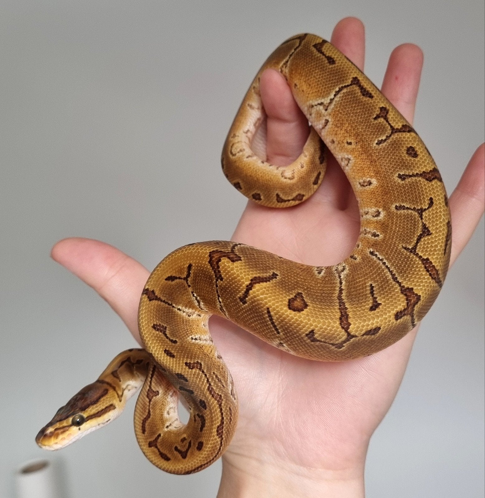 0.1 special enchi pinstripe het piebald koningspython Ball Python photo 2