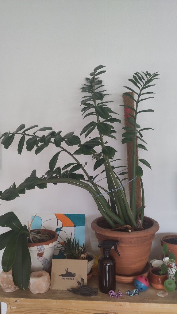 ZZ plant grote Zamioculcas, Huis en Inrichting, Kamerplanten, Ophalen, Palm, Halfschaduw, In pot