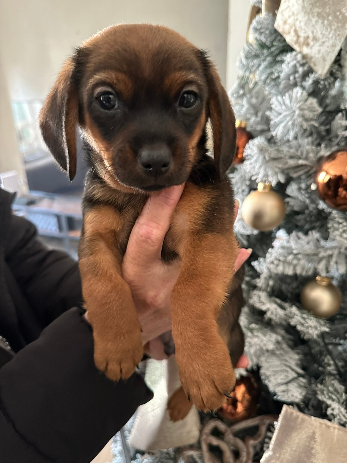 LIEVE BOOMER-PUPS ZOEKEN EEN GOUDEN MANDJE!, 8 tot 15 weken, CDV (hondenziekte), Meerdere, Nederland