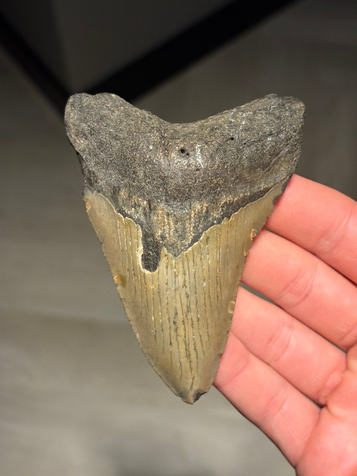 Megalodon haaientand fossiel North Carolina, Verzamelen, Ophalen of Verzenden, Fossiel