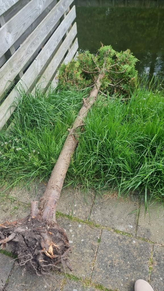 2 meter conifeer voor brandhout, Tuin en Terras, Haardhout, Minder dan 3 m³, Ophalen, Overige houtsoorten, Stammen