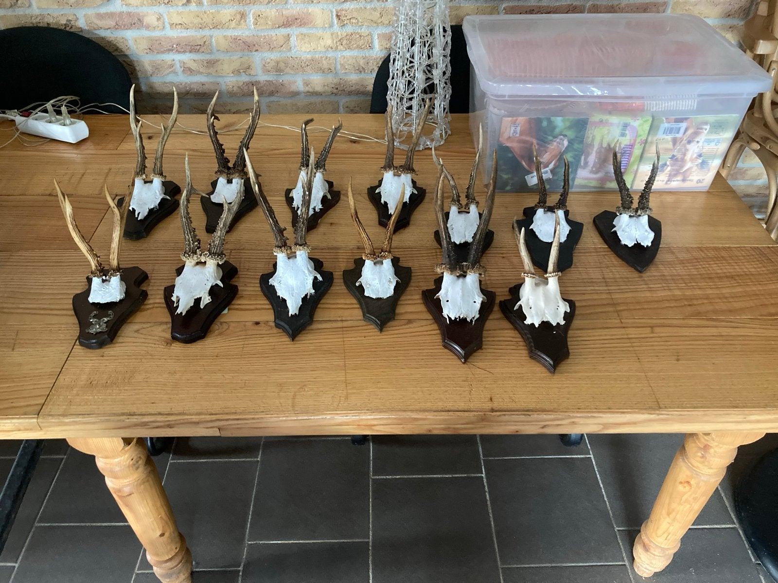 reeën geweien op schild - jacht trofeeën, Ophalen, Gebruikt