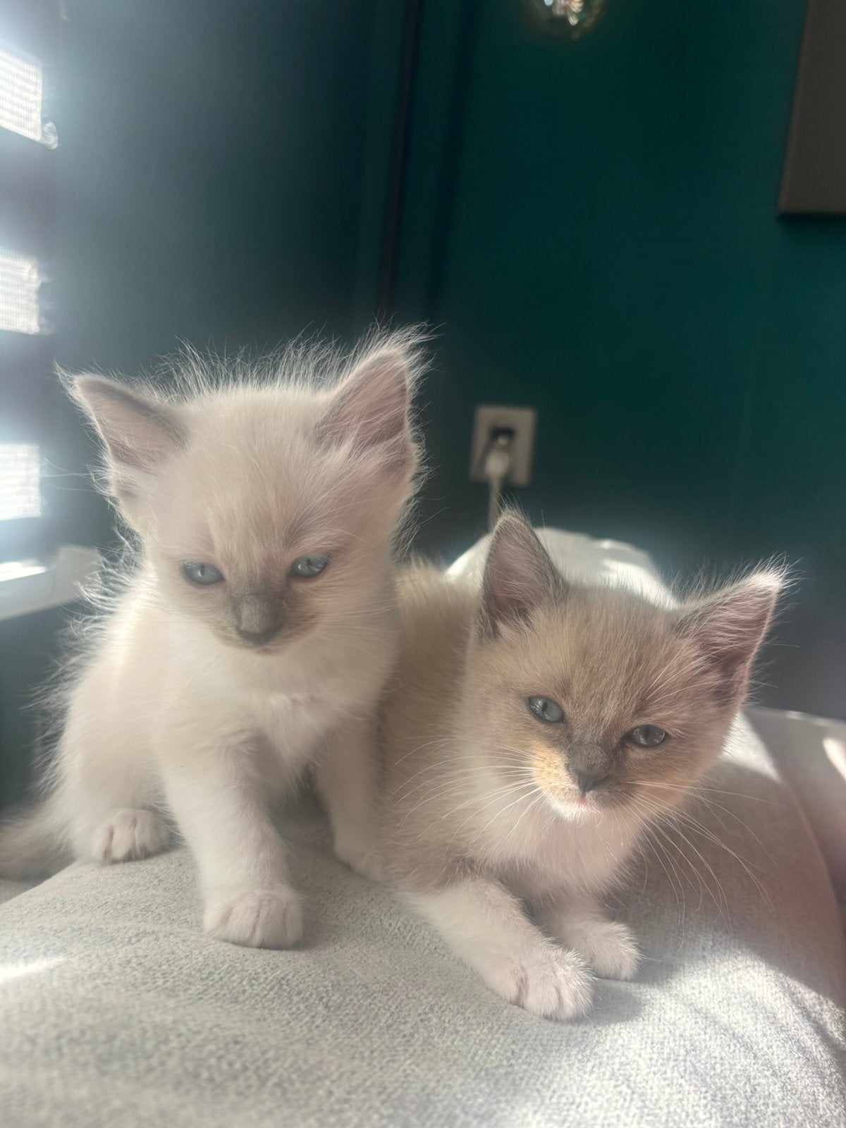 ️Nog 3 over Unieke Siamees Ragdoll️, Dieren en Toebehoren, Meerdere dieren, Ontwormd
