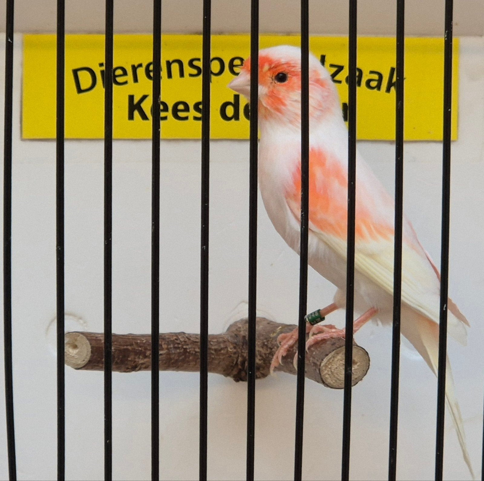 rood mozaïek kanarie man, Dieren en Toebehoren