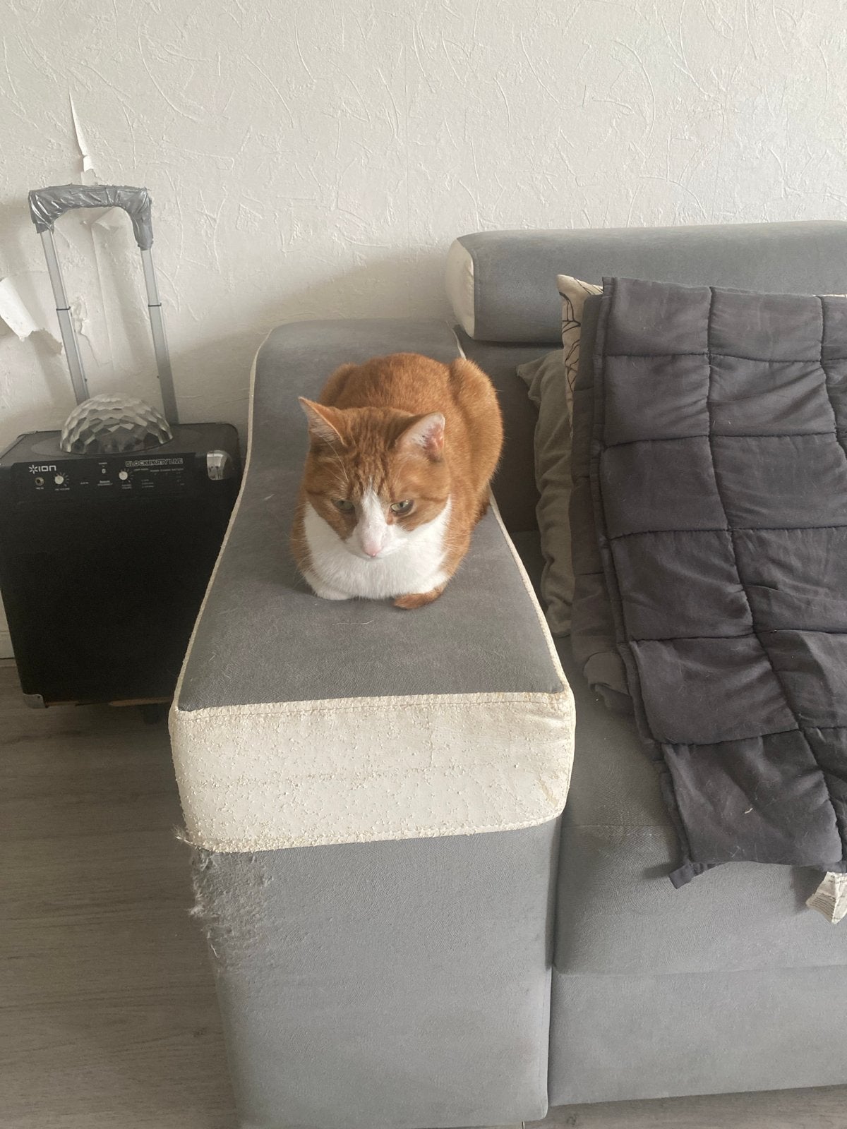 2 broertjes zoeken thuis, Kater
