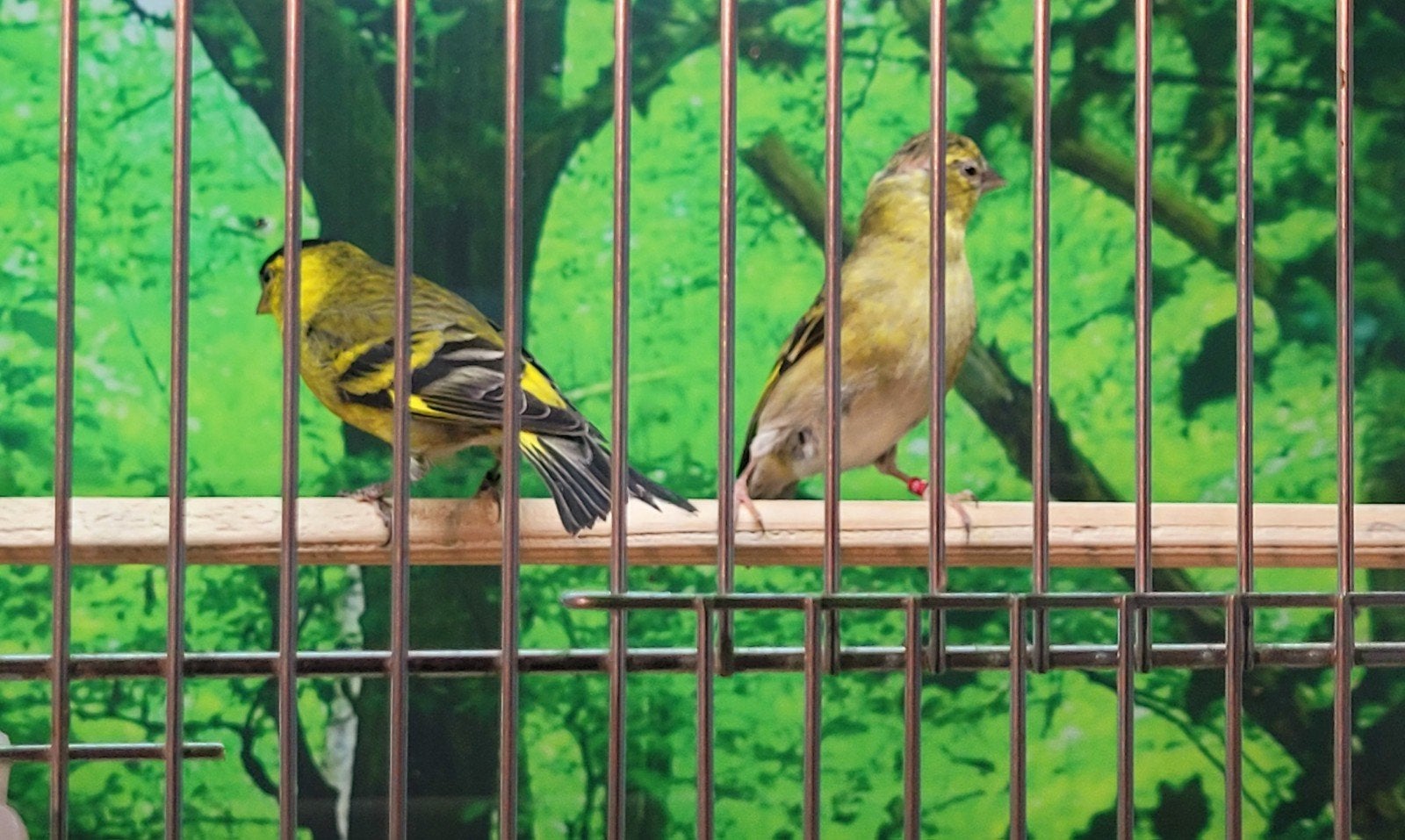 Yarrelsijzen koppel., Dieren en Toebehoren, Meerdere dieren