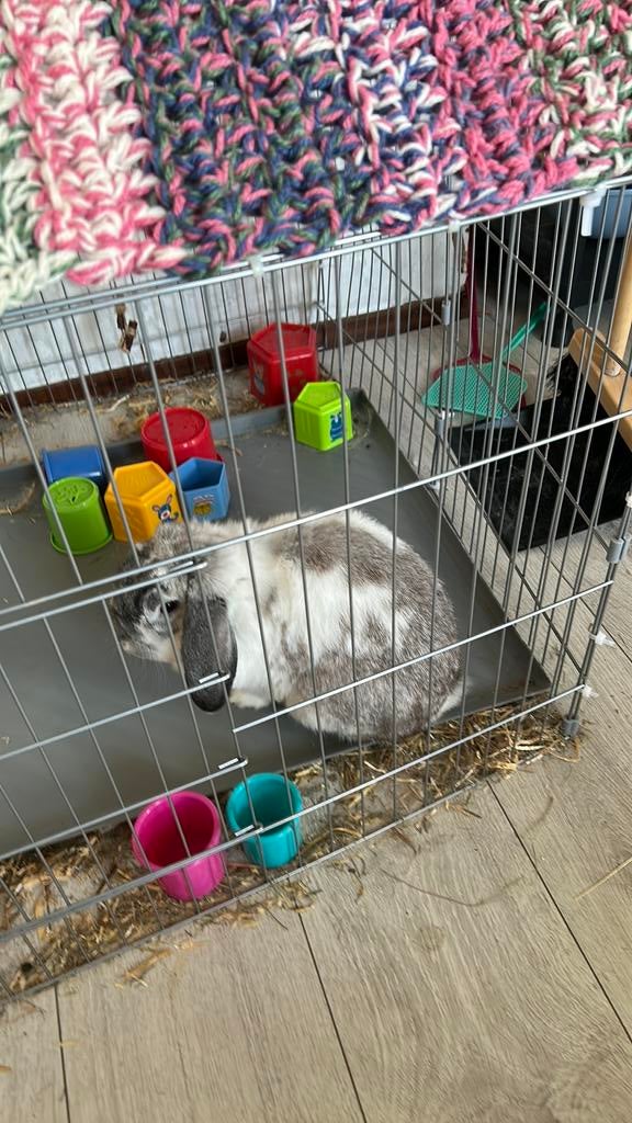 GRATIS dwerghangoor konijnntje. Gratis hok en voer en hooi, Zo goed als nieuw, Konijn, Hok, 75 tot 110 cm
