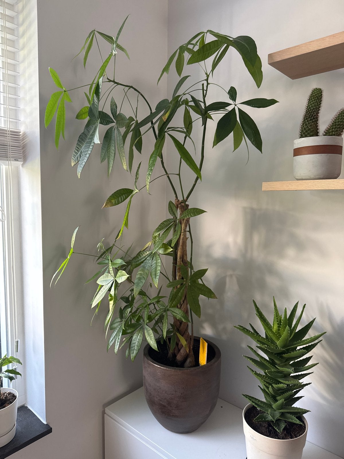 Grote kamerplant Pachira Aquatica (Geldboom) in pot, Ophalen, 100 tot 150 cm, Overige soorten, Halfschaduw