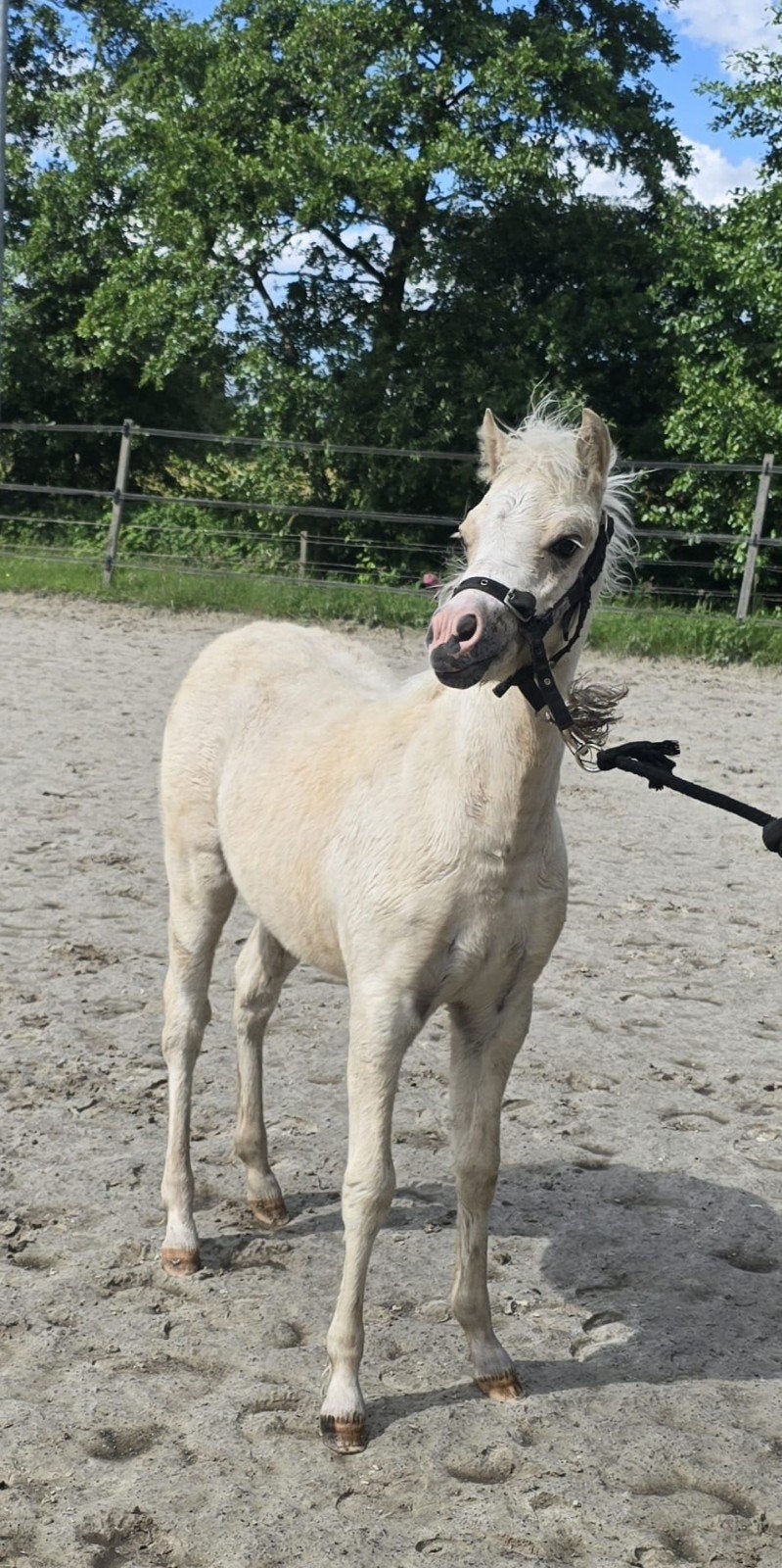 Palomino Welsh merrieveulen/Friese paard en/of hengstveulen, Dieren en Toebehoren, Pony's, Hengst, A pony (tot 1.17m), 0 tot 2 jaar