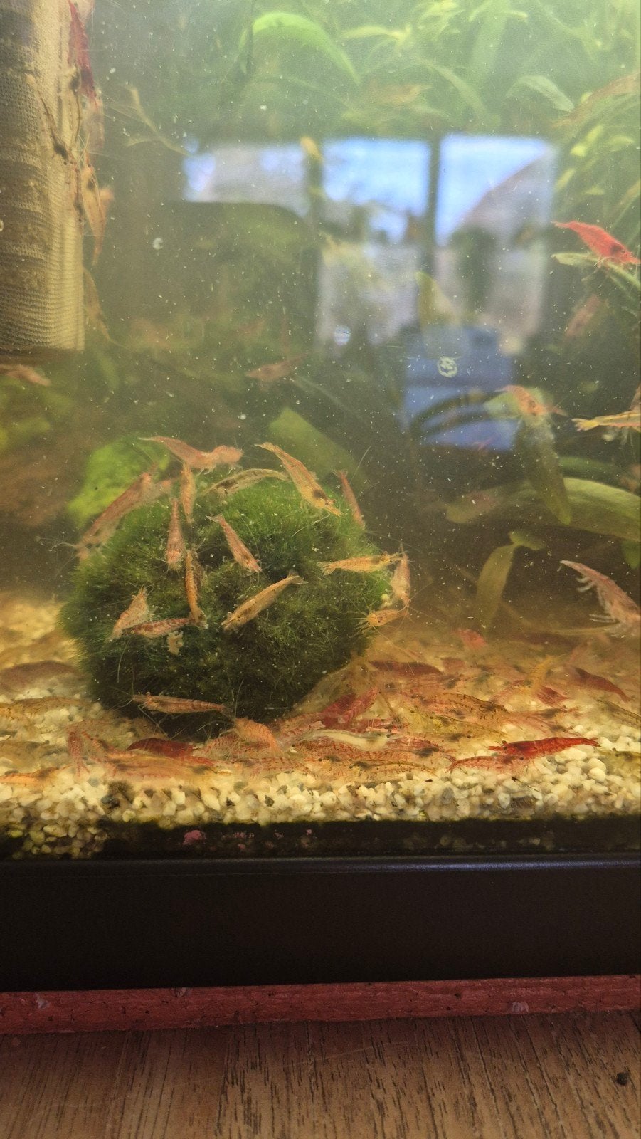 Garnalen, Dieren en Toebehoren, Vissen | Aquariumvissen, Kreeft, Krab of Garnaal