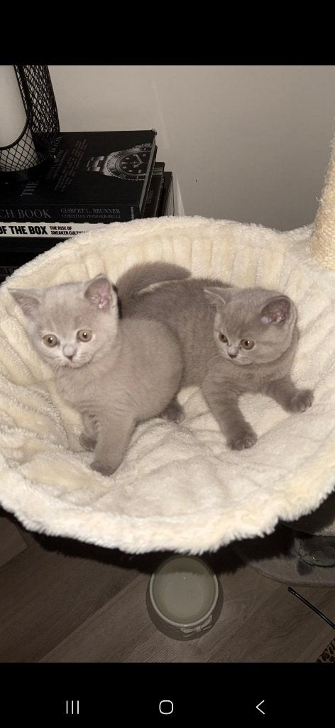 Prachtige lieve britskorthaar kittens!, Kater, Gechipt, 0 tot 2 jaar