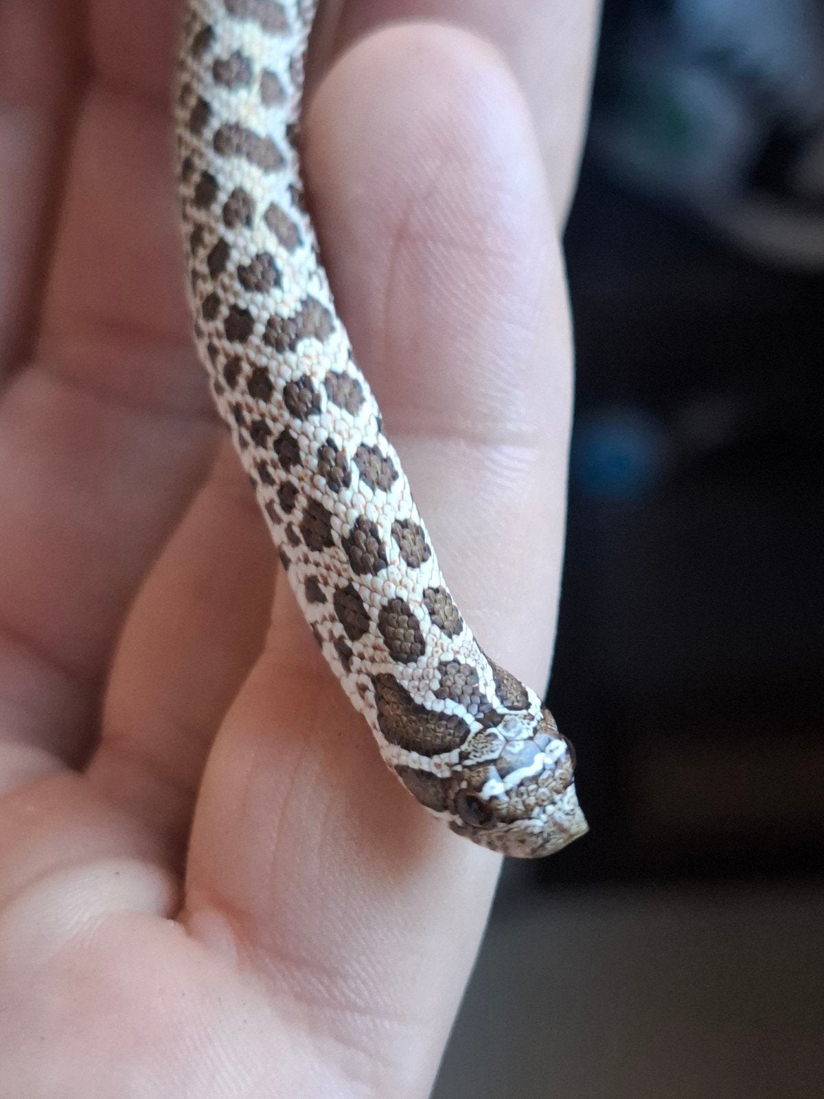 artic haakneus Hognose Snake photo 5