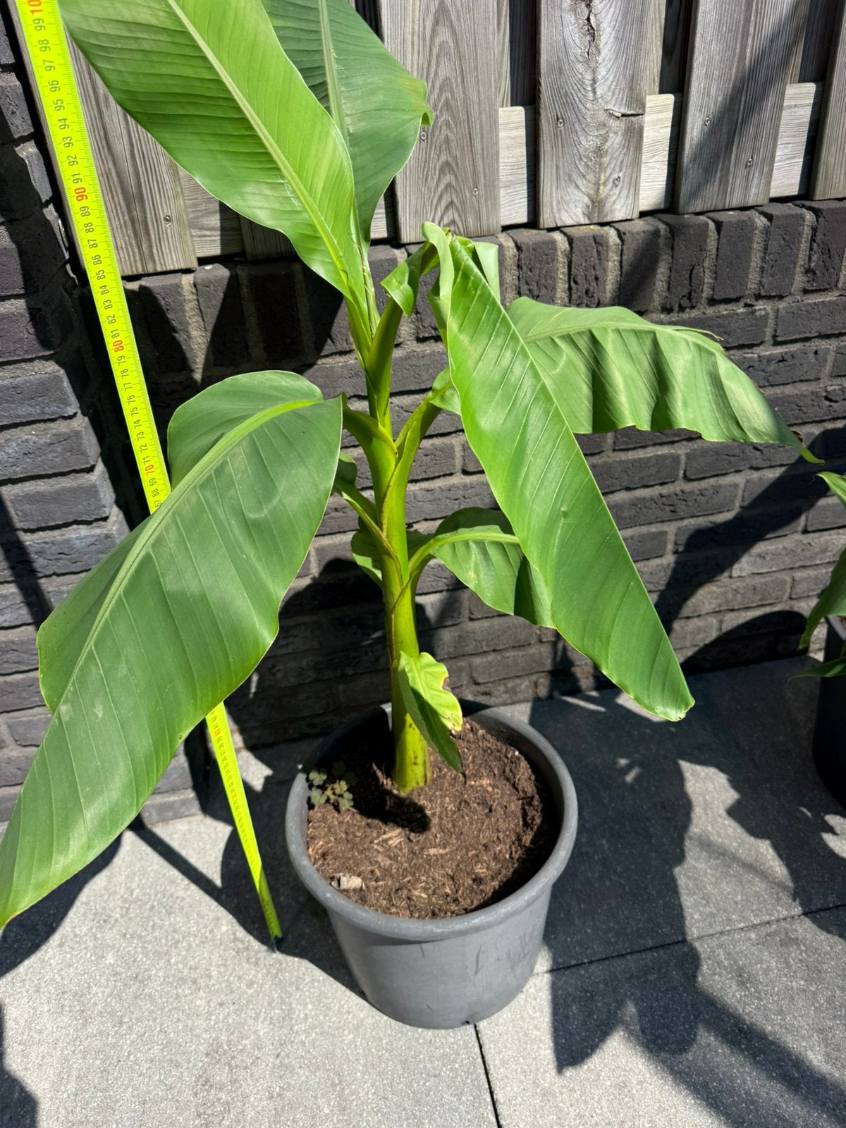 Banenboom Musa Basjoo +/- 50 cm, Volle zon, 100 tot 250 cm, Zomer, Overige soorten