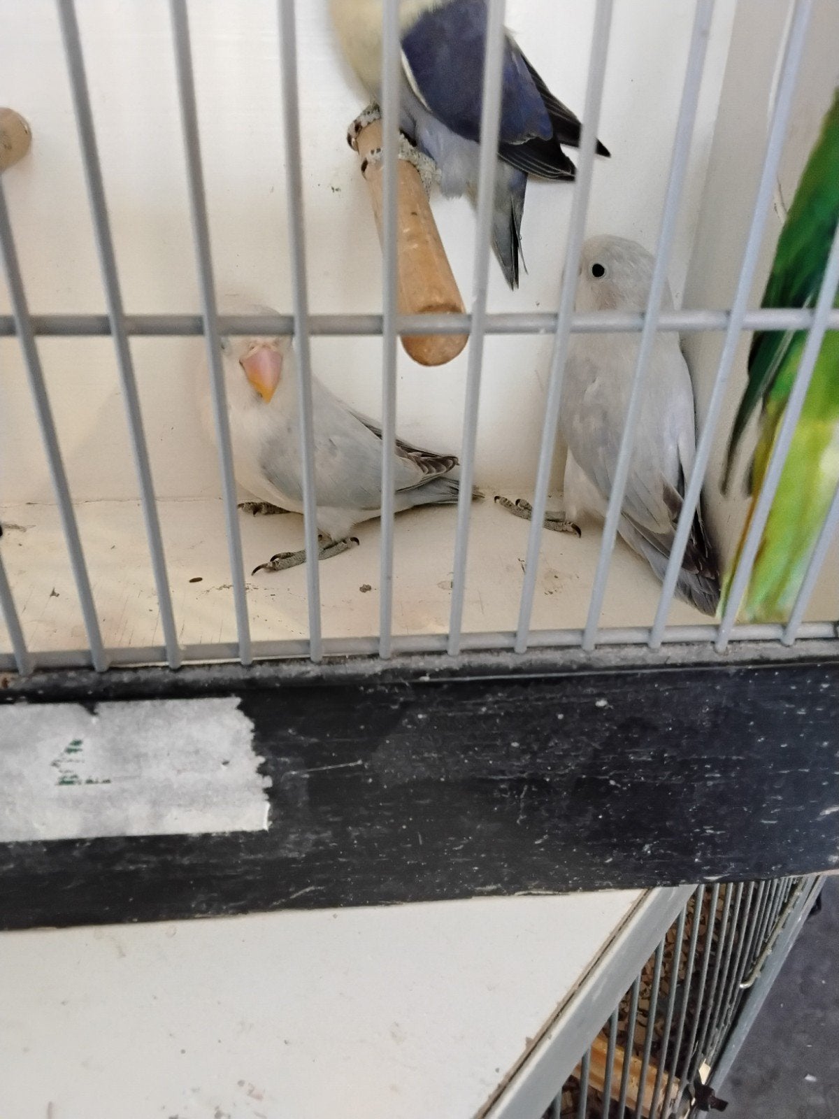 Agapornis Ficheri jong om te maken, Geslacht onbekend, Dwergpapegaai of Agapornis, Tam