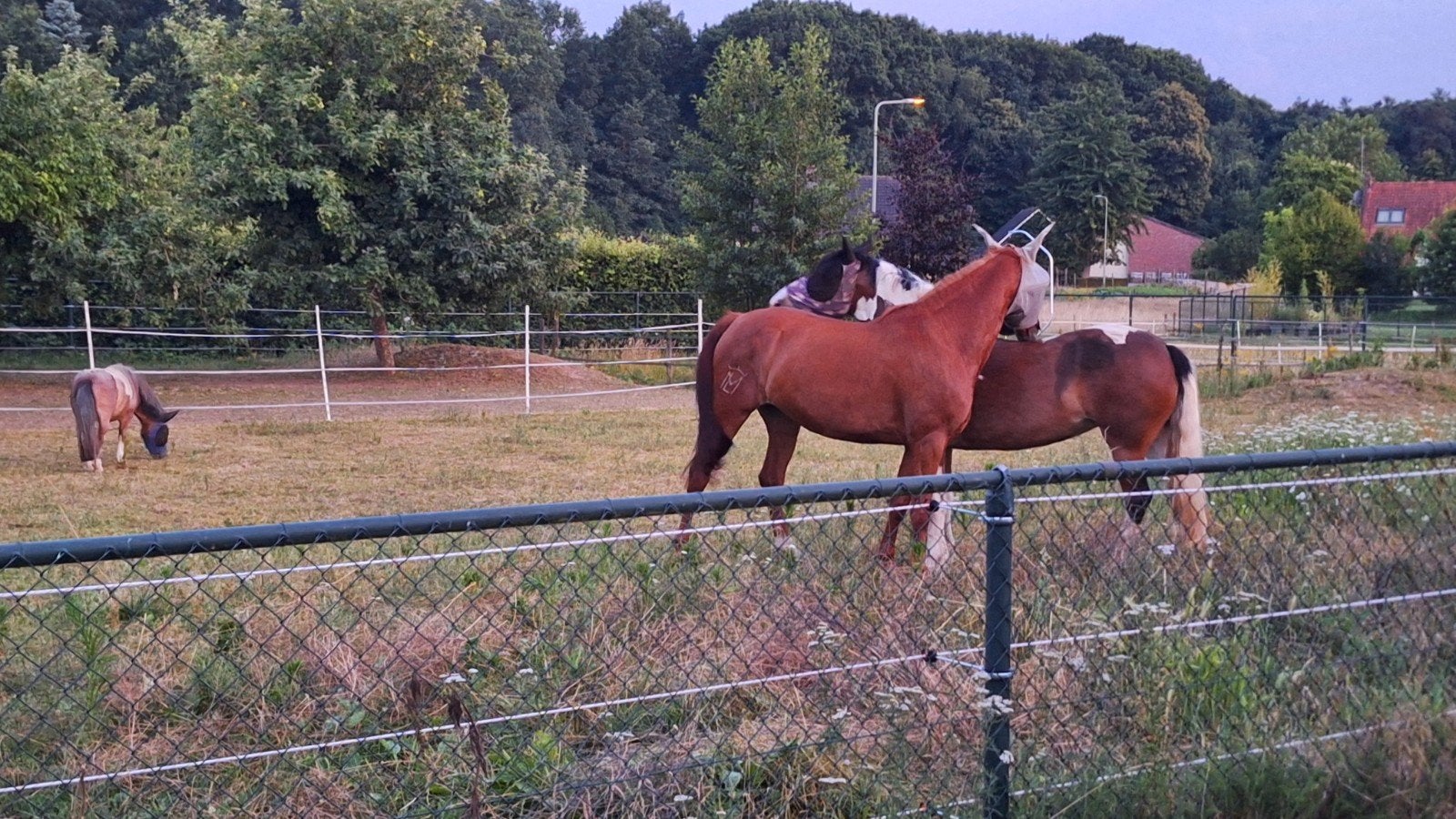 1 box vrij op rustige paarden pensionstal aan het bos, Dieren en Toebehoren, Stalling en Weidegang