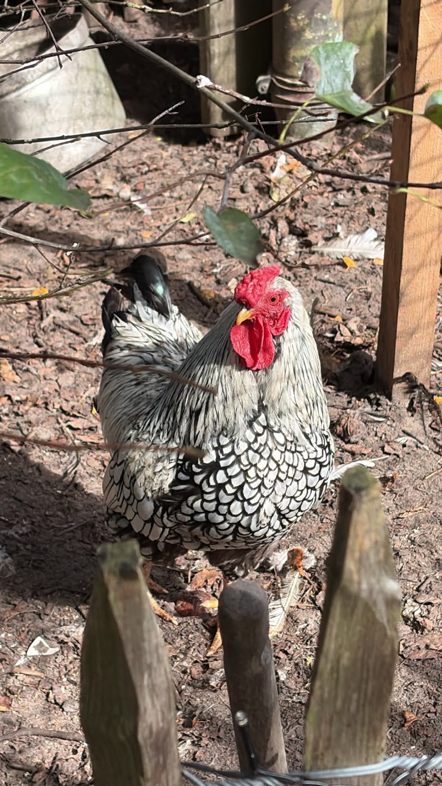 Mooi jonge Haan, Dieren en Toebehoren, Mannelijk, Overige soorten