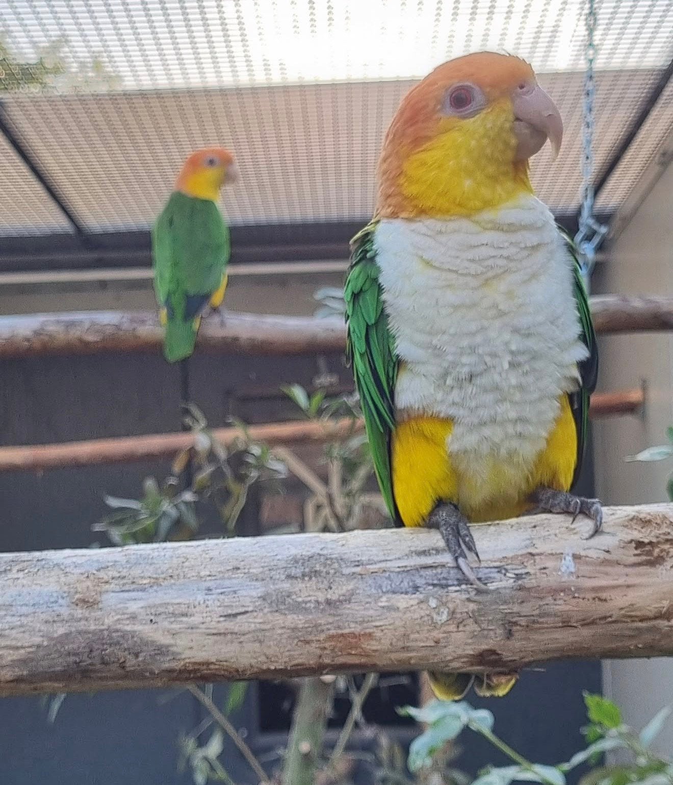 gezocht witbuik caique man los, Meerdere dieren, Papegaai
