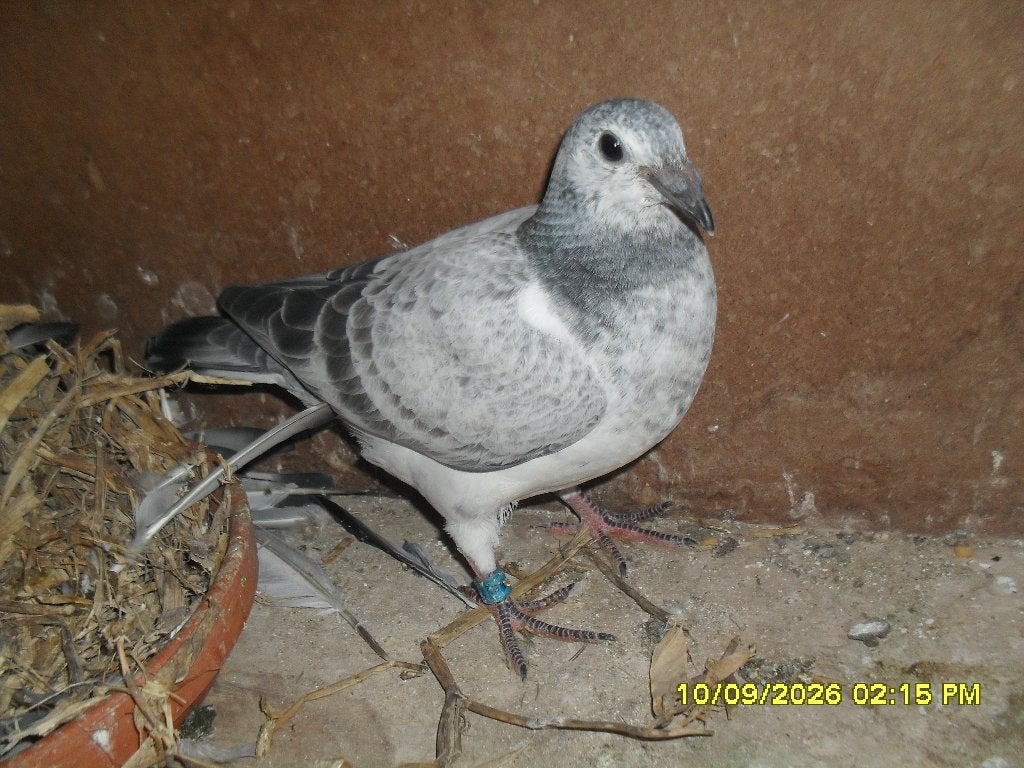 Jonge Postduiven, Meerdere dieren, Postduif