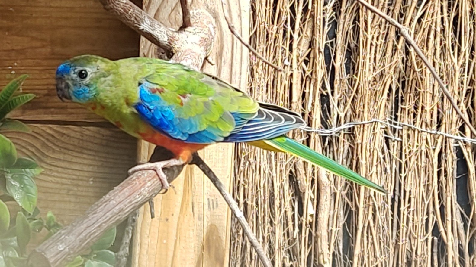 Turquoisine - Bourke, Dieren en Toebehoren, Meerdere dieren, Parkiet