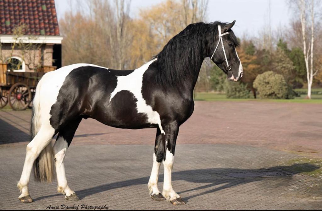 Ter dekking Mikey ster xx92, Dieren en Toebehoren, Paarden en Pony's | Dekhengsten en Fokmerries