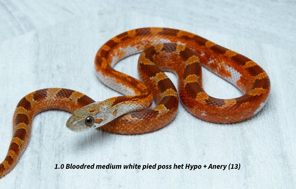 Top kwaliteit NK2026 Piedsided rattenslangen. Rat Snake photo 10