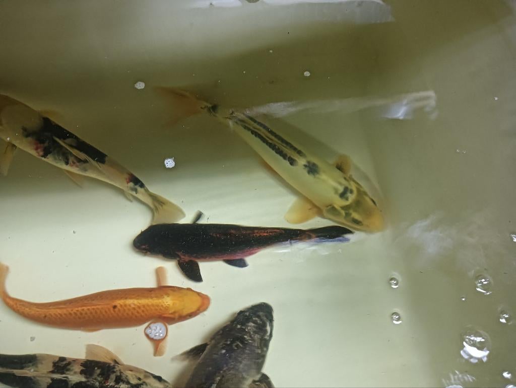 6 Japanse koi lengte 55+, Dieren en Toebehoren, Karper of Koi