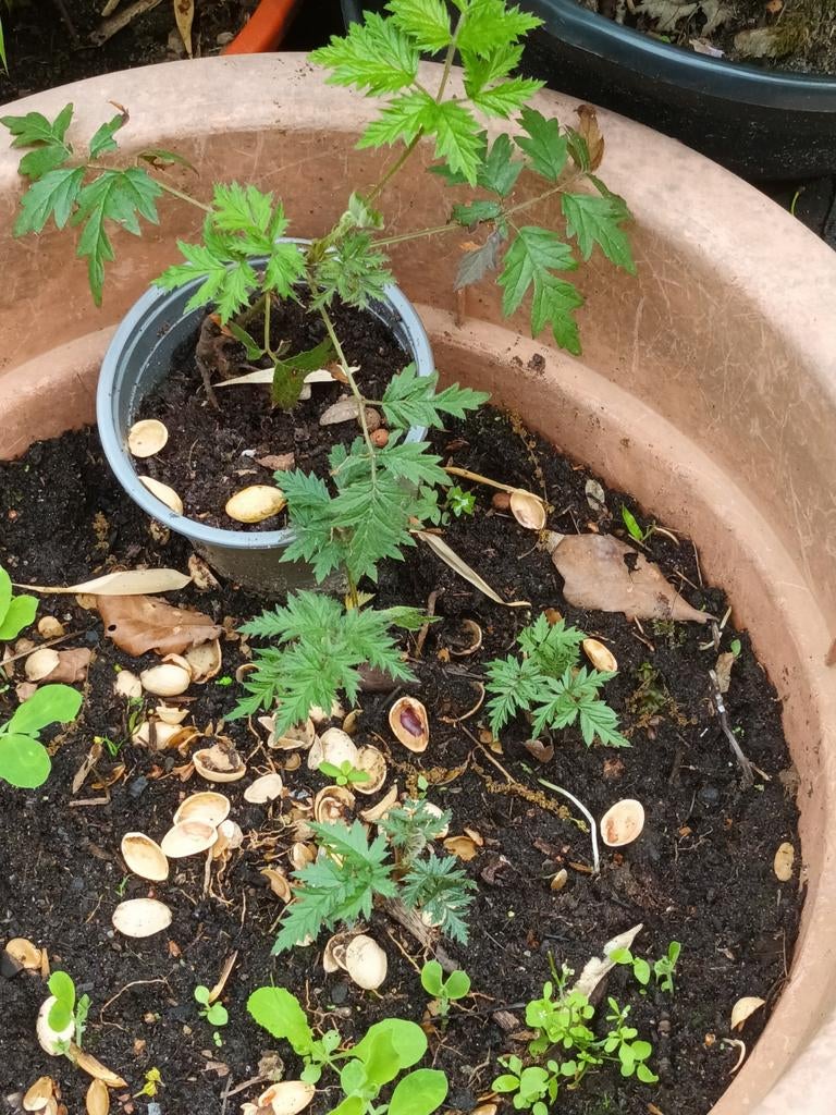 Zwarte Bramen Doorn Planten - Fruitplanten, Ophalen of Verzenden, Eenjarig, Groenteplanten, Volle zon