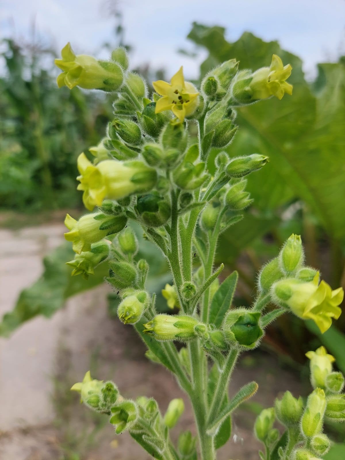 Nicotiana rustica - Boerentabak, Mapacho zaden, Ophalen of Verzenden, Voorjaar, Volle zon, Zaad