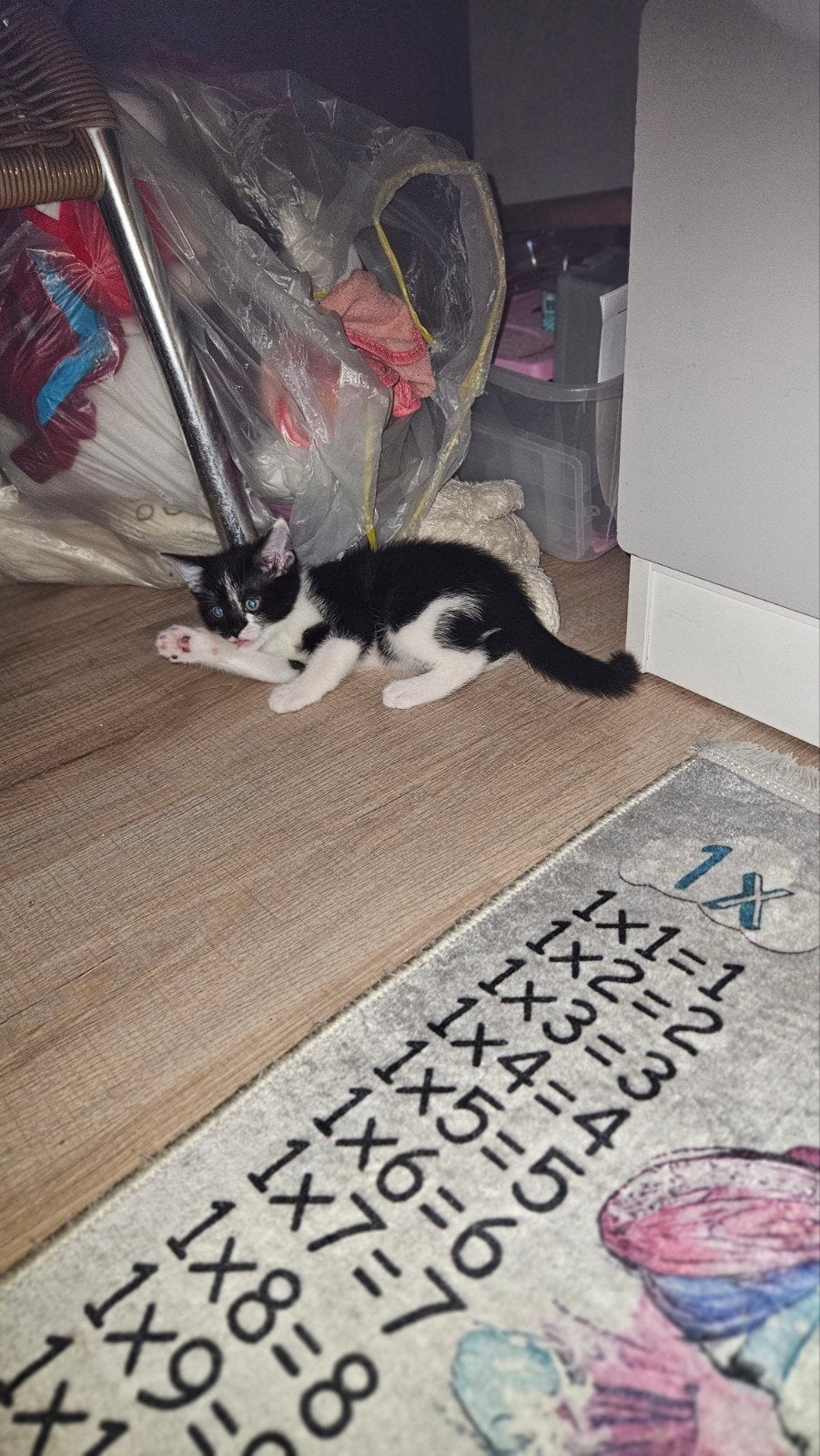 8 weken oude kittens, Dieren en Toebehoren, Poes