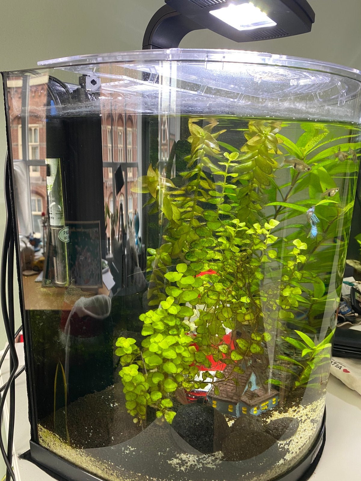 Aqariums gebogen glas, Dieren en Toebehoren, Vissen | Aquaria en Toebehoren, Ophalen, Zo goed als nieuw, Leeg aquarium