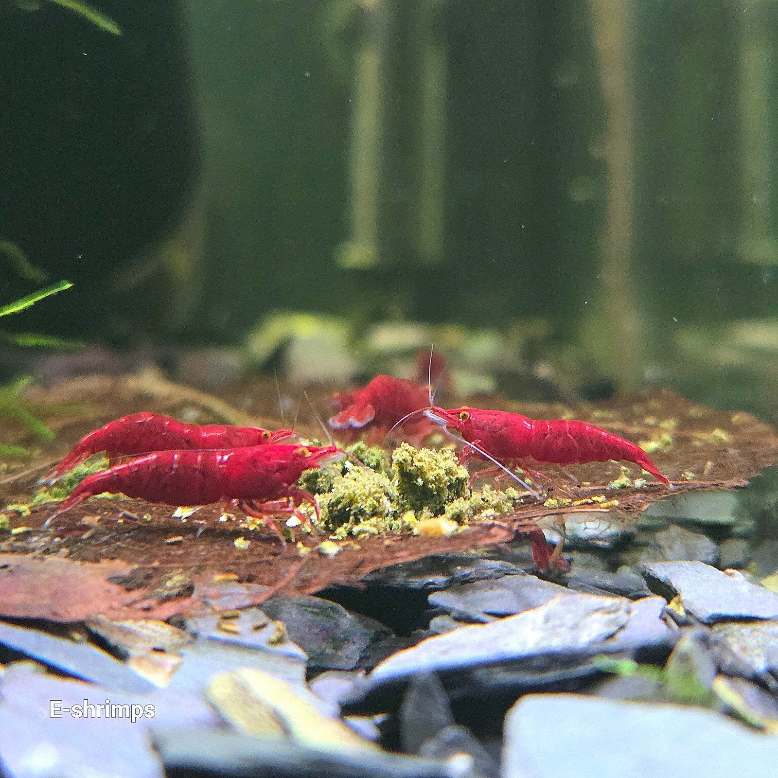 ☑️Rode | Bloody Mary OE Neocaridina-garnalen / high-grade, Dieren en Toebehoren, Kreeft, Krab of Garnaal, Zoetwatervis, Schoolvis