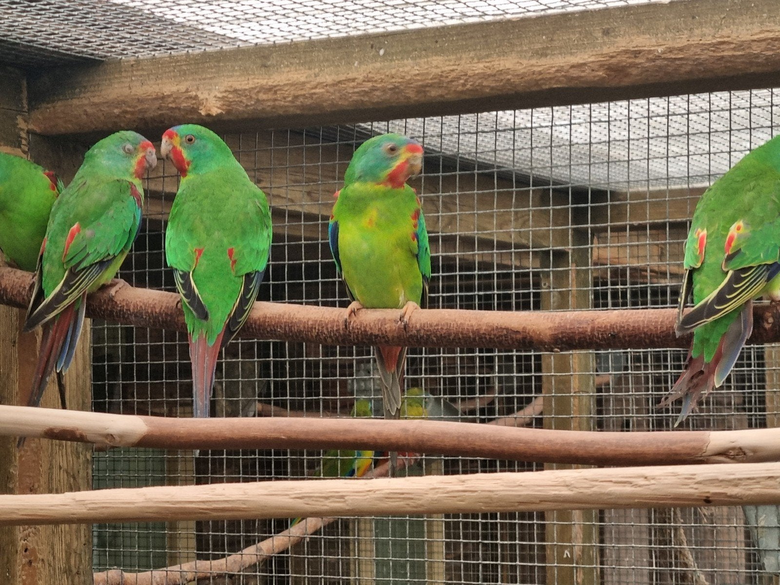 gezocht verschillende soorten vogels, Meerdere dieren, Parkiet