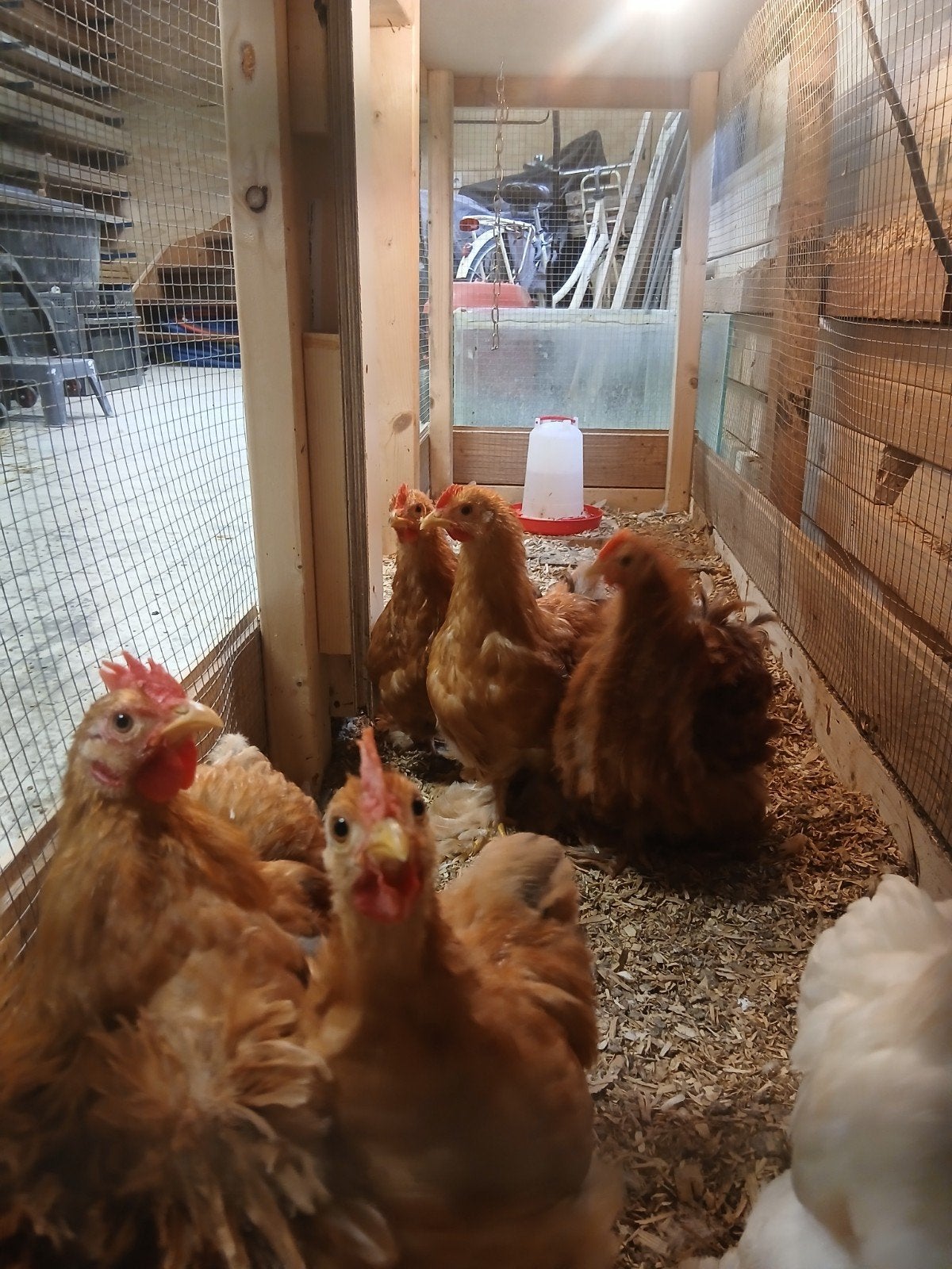 Cochin kriel hanen, Dieren en Toebehoren, Mannelijk, Kip
