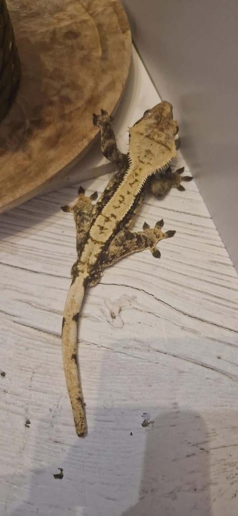 Wimper gecko man dark base extreme harlequin Crested Gecko - male for sale from Ilkadenayer