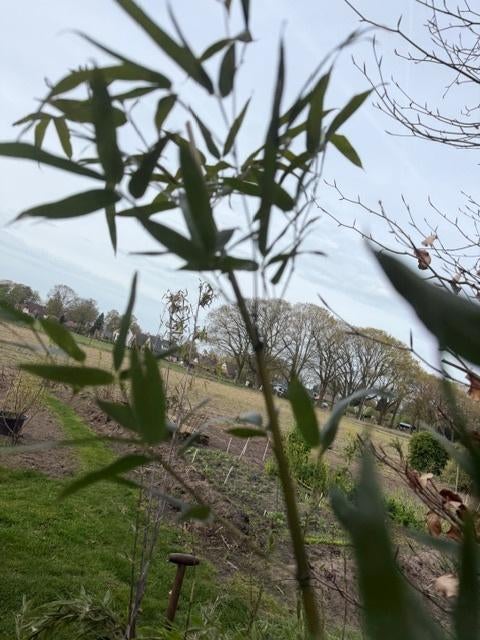 bamboe; 4 x Phylostachus, Vaste plant, Bloeit niet, Halfschaduw, Ophalen