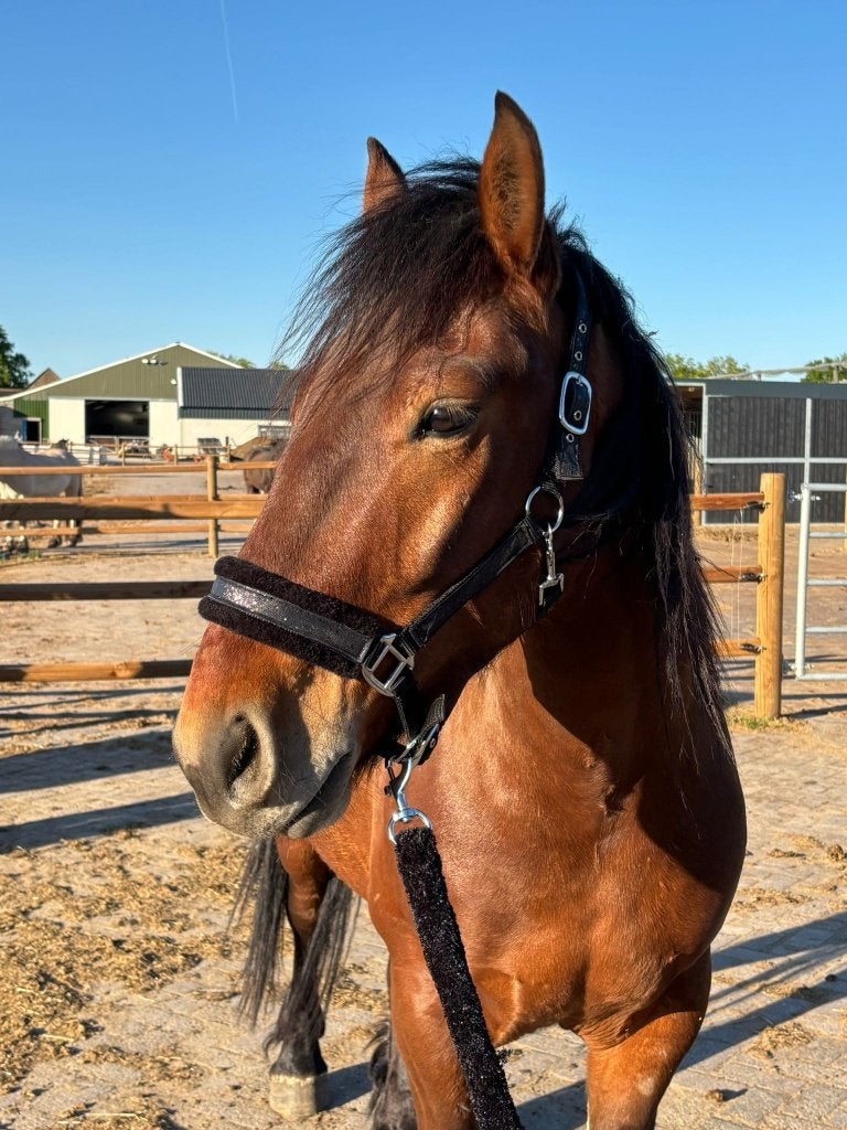 Paard Dior, 4 jaar, ruin, Dieren en Toebehoren, Paarden, Minder dan 160 cm, B, Ruin, 3 tot 6 jaar